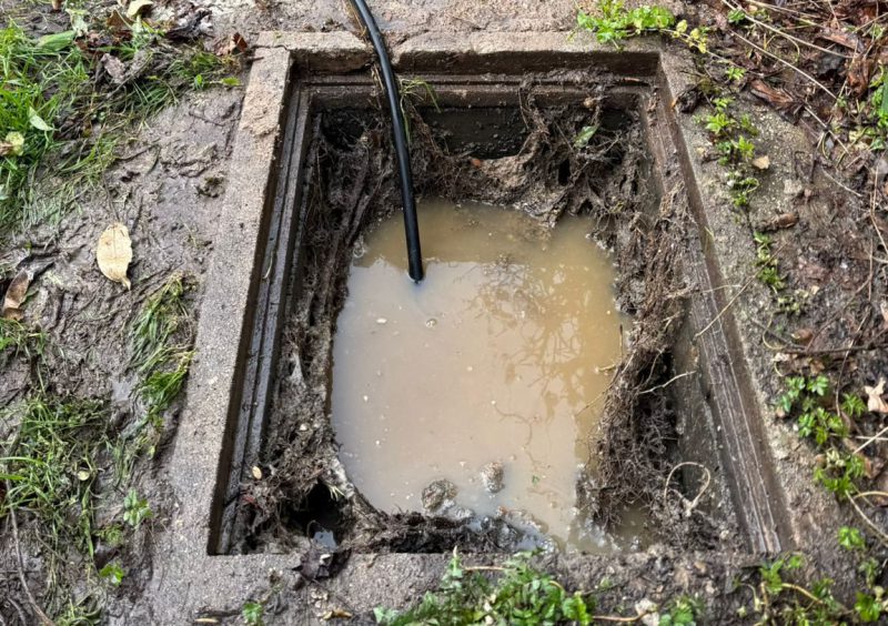 Effective Root Removal Methods